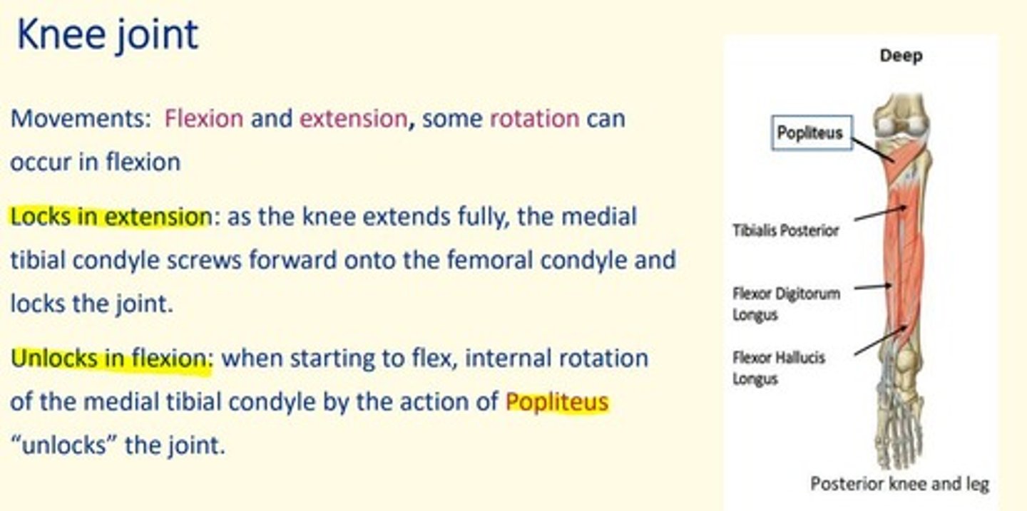 <p>Flexion, extension, some rotation when flexed</p>