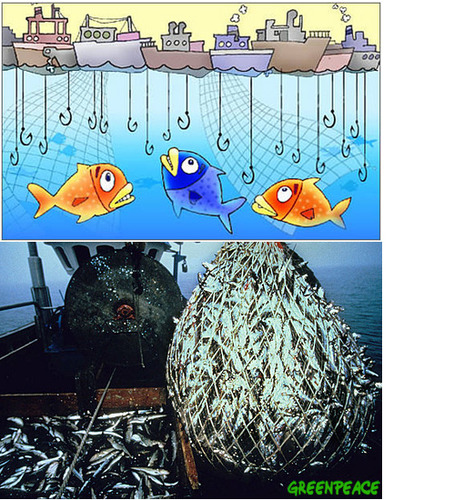 <p>overfishing</p>