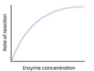 <p>Describe and explain the effect of enzyme concentration on the rate of enzyme-controlled reactions</p>