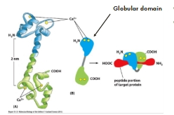 <p>Mediator of many calcium dependent effects</p><ul><li><p class="Paragraph WhiteSpaceCollapse SCXP245696946 BCX8" style="text-align: left;"><span><span>Each calmodulin molecule binds 4 Ca</span></span><span style="background-color: inherit;"><span>2+ </span></span><span><span>ions</span></span><span style="line-height: 0px;"><span></span></span></p></li><li><p class="Paragraph WhiteSpaceCollapse SCXP245696946 BCX8" style="text-align: left;"><span><span>The resulting conformational change allows the calmodulin/Ca</span></span><span style="background-color: inherit;"><span>2+</span></span><span><span> complex to wrap around and activate target proteins</span></span><span style="line-height: 0px;"><span></span></span></p></li></ul><p></p>