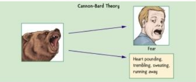 <p>A theory that an emotional feeling and an internal physiological response occur at the same time</p><ul><li><p>Emotion and behavior simultaneously</p></li></ul><p></p>