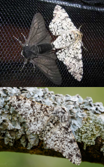 <p>→ <strong>peppermoths</strong>: started off ligh-colored, to blend in w/ birch wood in England. During the industrual revolution, the trees turned black, leaving the peppermoths unable to camouflage. Due to that, only dark ones (w/ advantageous varitations - mutationn) were able to survive </p><p></p>