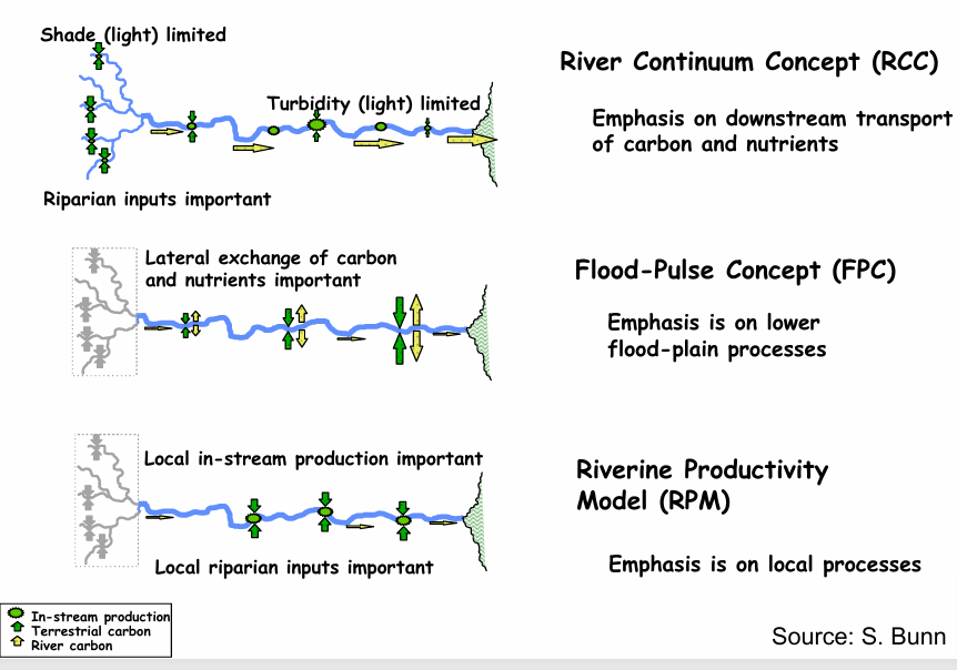 <p>Riverine Productivity Model (RPM) - Emphasis on the local processes (Higher P/R ratio on the banks where the light penetration is higher) *Localized little bathtub rings</p><p>Flood-Pulse Concept (FPC) - Emphasis on lower flood-plain processes (Pulses are natural predictable disturbances to which biota are adapted, and not having this hydrologic regimen is the real disturbance) *Latitudinal connectivity </p>