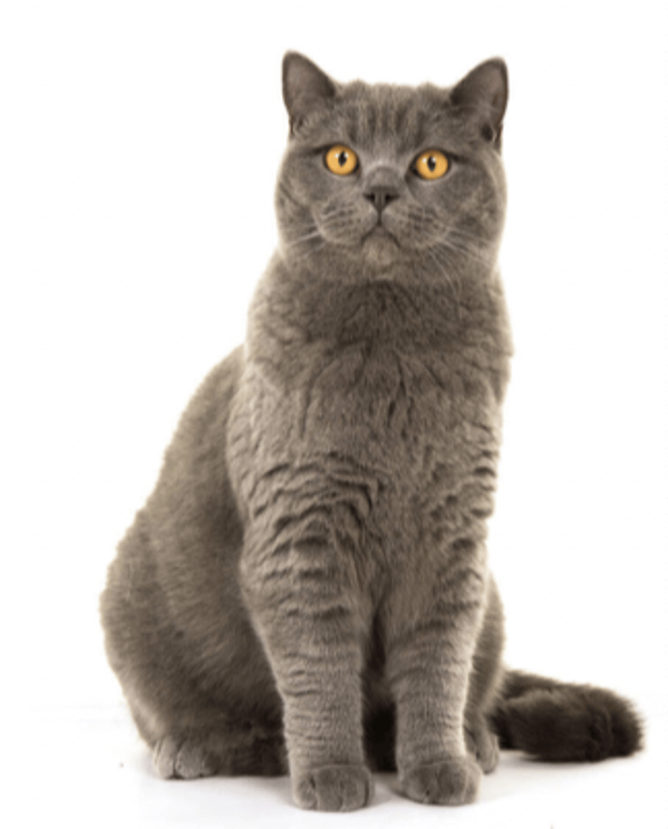 <p>solid colors, large round eyes. muscular</p>