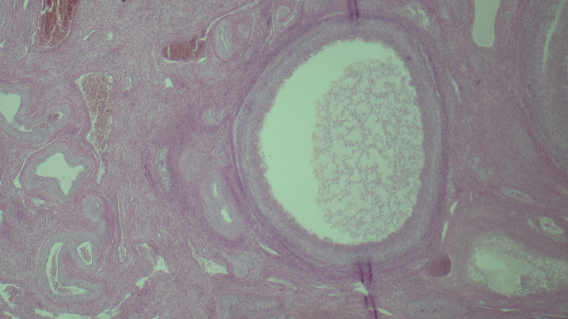 <p>What tissue is this</p>