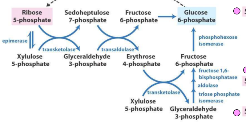 Oxidative:

G6P → 6-phosphogluconate → ribulose 5 phosphate  (**2 NADPH produced total)** 

Non-oxidative: 

3 different pathways to get from 6 5C sugars to 5 6C sugars


1. Ru5P → Septoheludose 7P → F6P → G6P 
2. Xylulose 5P → G3P → Erythrose 4P → F6P → G6P 
3. Xylulose 5P → G3P (via transketolase) -→ F6P (via gluconeogenesis) 

\
Enzymes are transketolase and transaldolase 

(Ru5P to Xylulose 5P is via epimerase) 