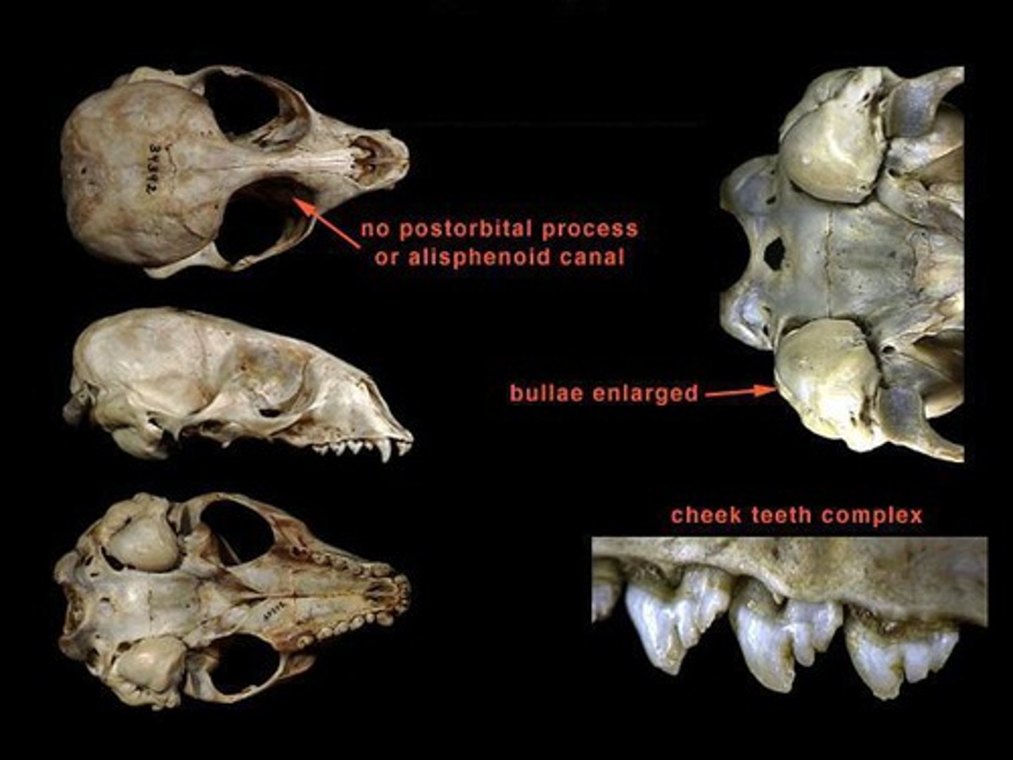 <p>What is the clade, order and family?</p>