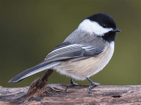 **Black cap and throat, yellow underside**. Males and females similar.