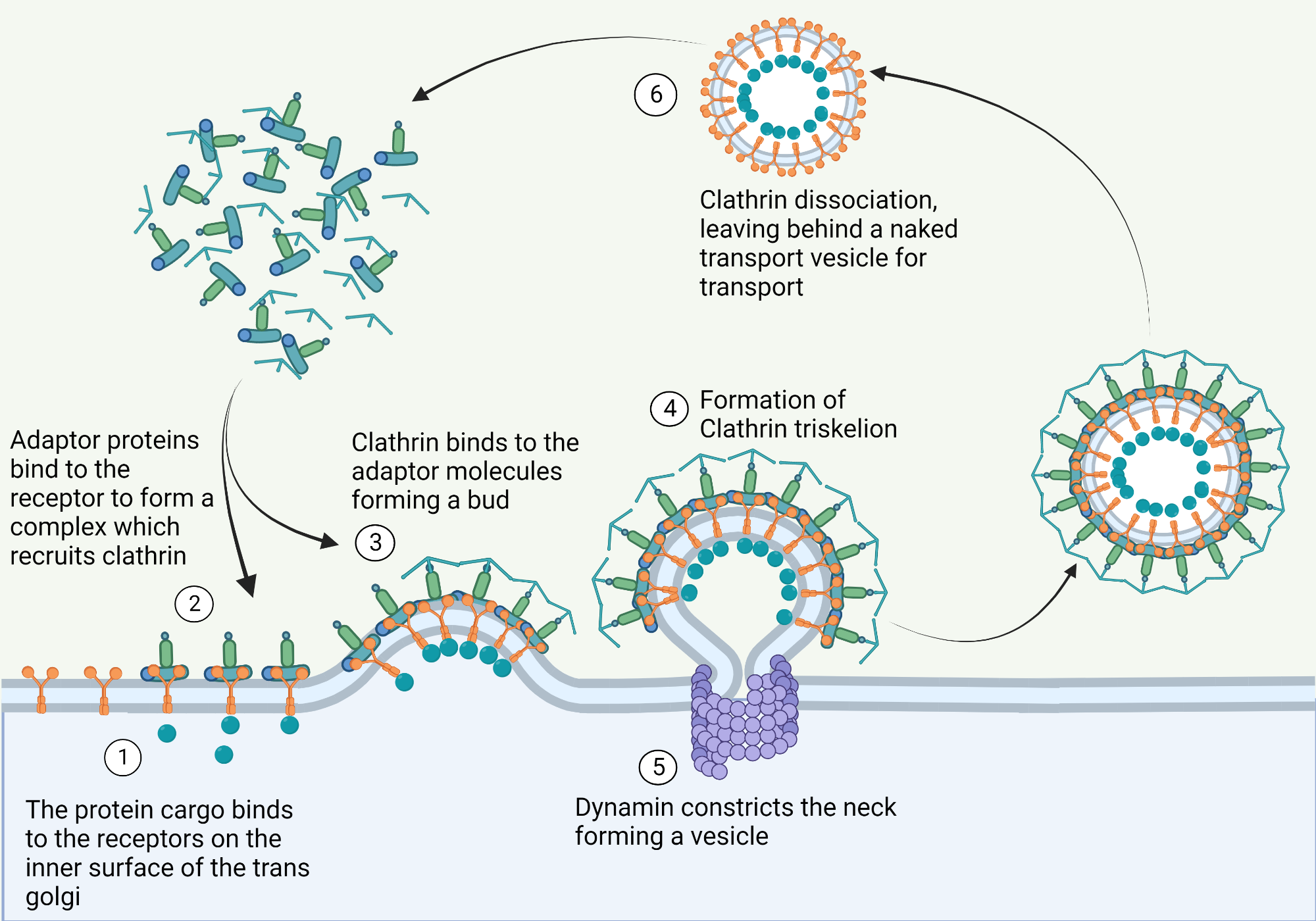 <p><strong>Definition:</strong> <br>Vesicular transport relies on a coordinated set of proteins that drive vesicle formation, targeting, and fusion.</p><p> <span data-name="small_blue_diamond" data-type="emoji">🔹</span> Key Components </p><ol><li><p><strong>Coat Proteins</strong></p><ul><li><p>Drive vesicle budding and cargo selection (e.g., clathrin, COPI, COPII)</p></li></ul></li><li><p><strong>Adaptor Proteins</strong></p><ul><li><p>Link coat proteins to cargo receptors and membrane lipids (e.g., AP complexes)</p></li></ul></li><li><p><strong>Membrane Remodeling Proteins</strong></p><ul><li><p>Bend and pinch the membrane during budding (e.g., BAR domain proteins, dynamin)</p></li></ul></li><li><p><strong>Uncoating Mechanism</strong></p><ul><li><p>Removes coat proteins after vesicle formation to expose fusion machinery</p></li></ul></li><li><p><strong>Rab GTPases</strong></p><ul><li><p>Regulate vesicle targeting and docking by recruiting tethering factors</p></li></ul></li><li><p><strong>Tethering Proteins</strong></p><ul><li><p>Bridge vesicle and target membrane before fusion</p></li></ul></li><li><p><strong>SNAREs</strong></p><ul><li><p>Mediate membrane fusion by forming trans-SNARE complexes</p></li></ul></li></ol><p></p>