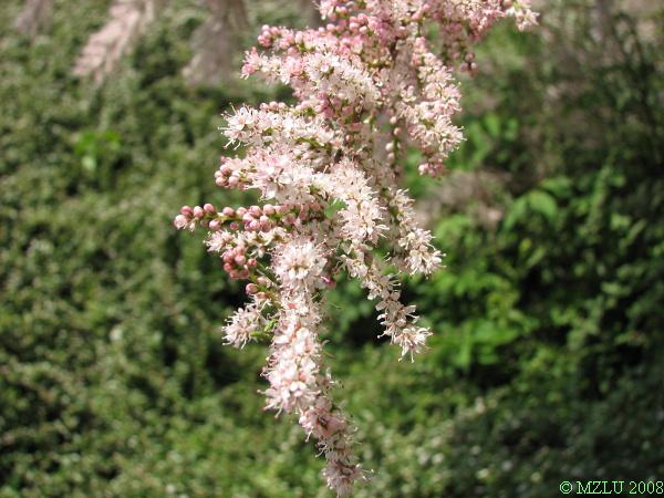 <p><span><em>Tamarix </em>sp.</span></p>