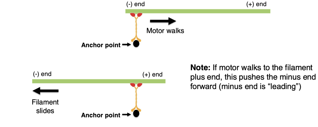 <p>there is an anchor attaches o the motor protein, when the motor walks it causes the filament to slide in the opposite direction </p>