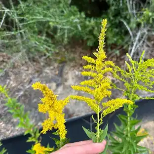 <p>solidago gigantea</p>