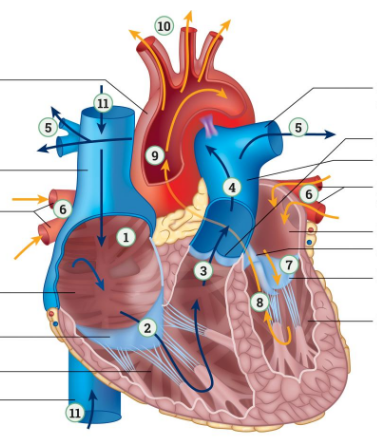 <p>artery that transports deoxygenated blood away from the<strong> right ventricle</strong> to the lungs, splits in the <strong>Left Pulmonary Artery</strong> and the <strong>Right Pulmonary Artery</strong>, 4</p>