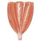 <p>fascicle arrangement that insert from multiple sides</p>