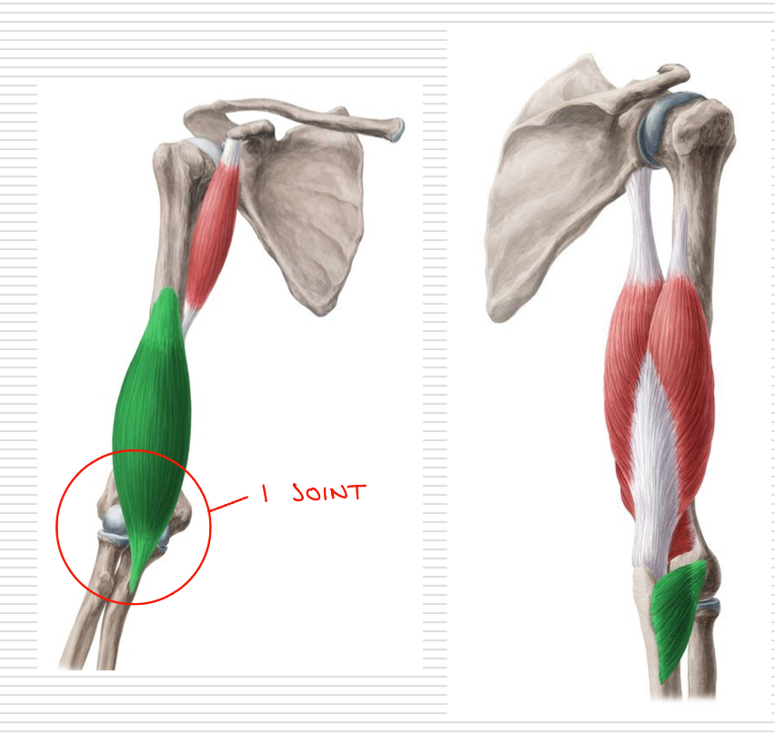 <p>Cross and act on one joint only</p><p>EX: brachialis</p>