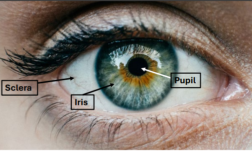 <p>Iris</p>