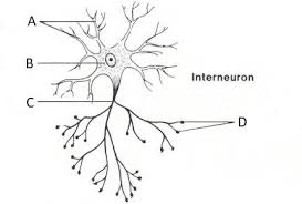 <p>relay neurone</p>