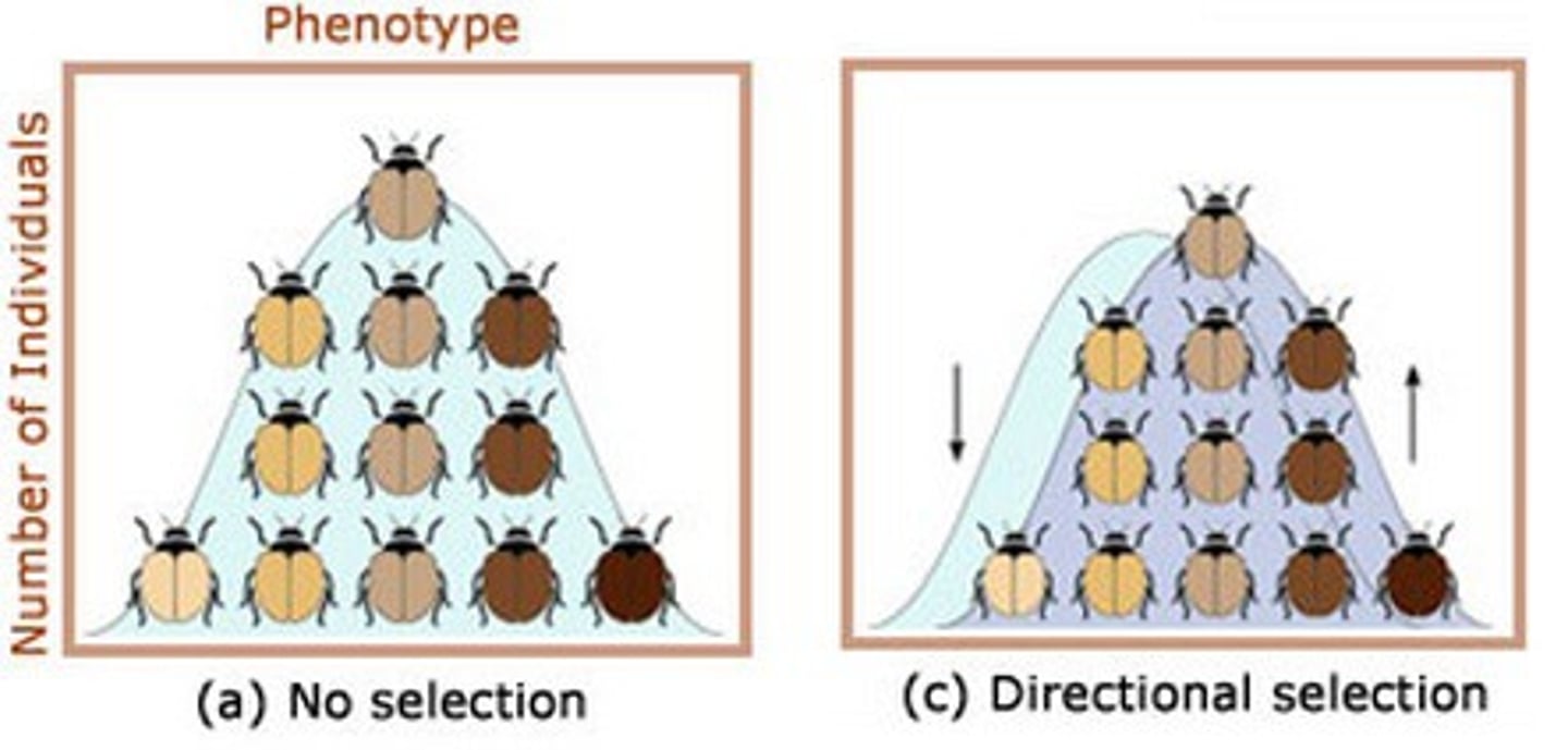 <p>form of natural selection that occurs when individuals at one end of a distribution curve have higher fitness than individuals in the middle or at the other end of the curve</p>