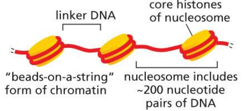 <p>the basic structure of eukaryotic chromatin</p><p>DNA wound around a histone octamer with 2 sets of H2A, H2B, H3, H4 creates a compact chromatin fibre</p><p>can be unwound or altered to increase promoter accessibility</p><p>histone tails are modified over the course of a cell’s life to meet its particular gene expression needs</p>
