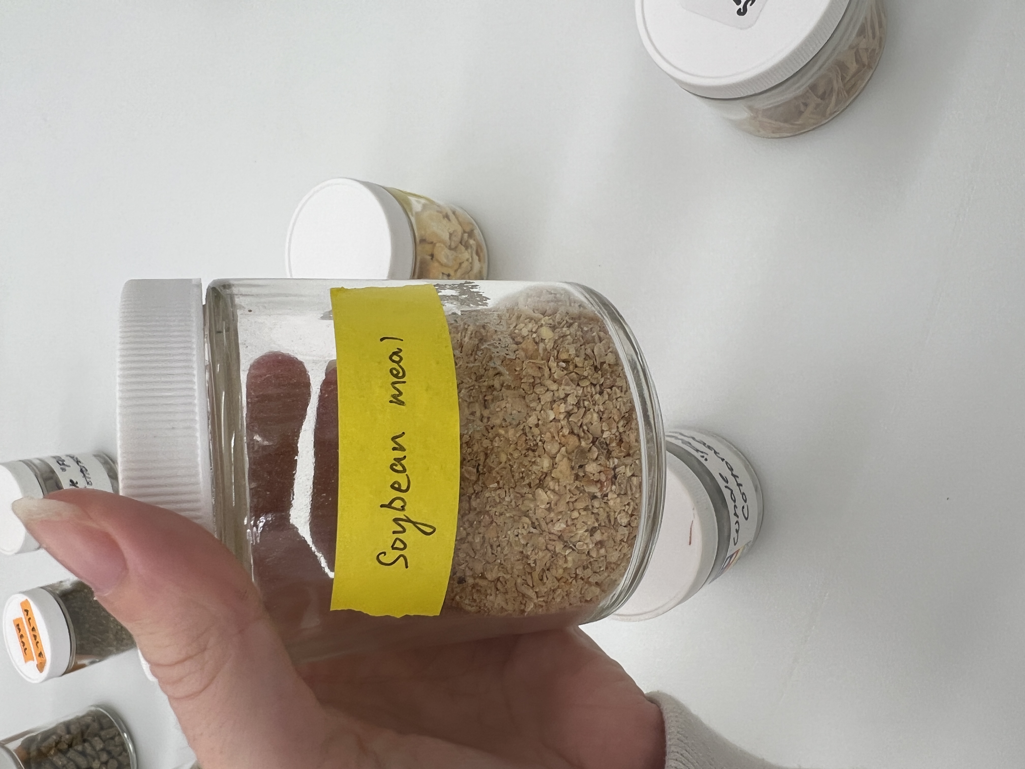 <ul><li><p>IFN # and category: 5 protein source</p></li><li><p>AAFCO category: plant protein product</p></li><li><p>appearance: light brown pieces, looks like the soybean got chopped up very fine</p></li></ul><p></p>