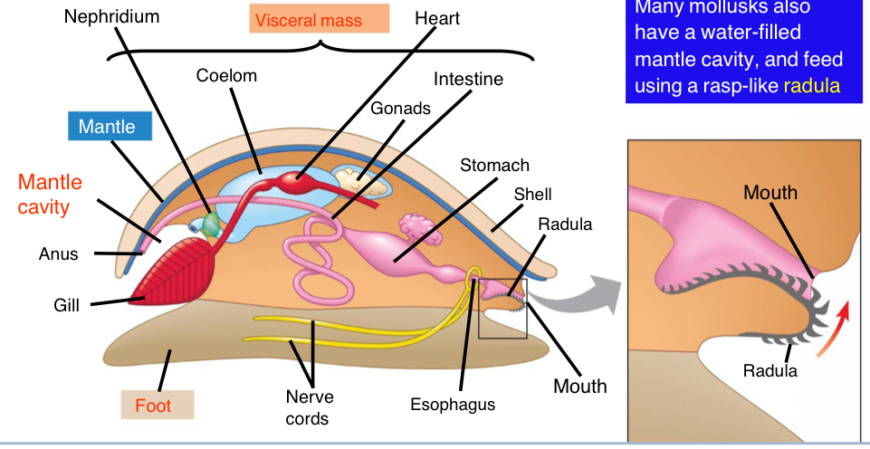 <ol><li><p>chitons</p></li><li><p>gastropods - snails and slugs</p></li><li><p>bivalves - clams, oysters, and other bivalves</p></li><li><p>cephalopods - squid, octopus, cuttlefish, nautilus</p></li></ol><p></p>