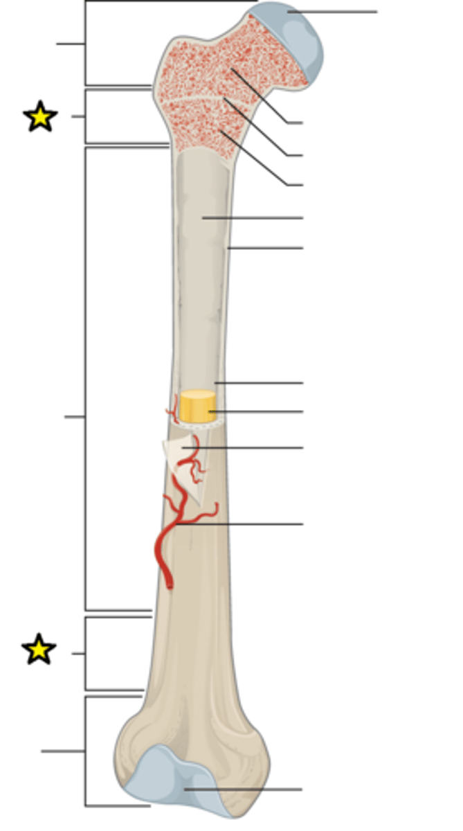 <p>Where diaphysis and epiphysis meet</p>