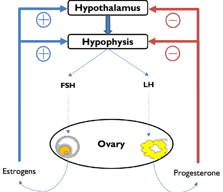 <p>oestrogen and progesterone have a negative feedback effect on the hypothalamus and anterior pituitary suppressing release of gonadotrophic releasing hormone, luteinising hormone, and follicular stimulating hormone</p><p>this suppresses ovulation  </p>