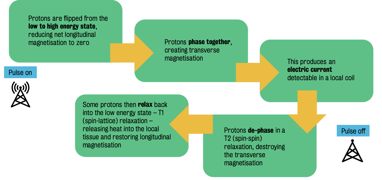 Summary of T1 & T2 relaxation process
