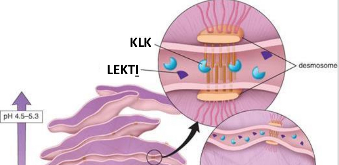 <p>the enzyme KLK (kallikrein-related serine peptidase) is triggered to break-down the desmosomes  </p><p>the lymphoepithelial kazal-type inhibitors are what inhibit the KLK from breaking it down too early (not at the top)</p><p>the KLK are triggered to do the breakdown at the top because the pH is lower near the surface</p>