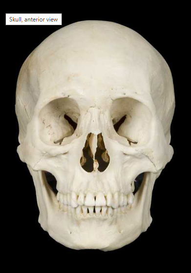 <p>What bone/region is this?</p><p>(Anterior view).</p>