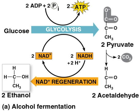 <p>Alcohol fermentation</p>