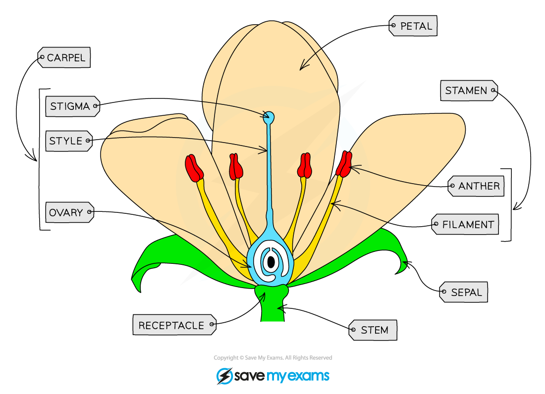 <p>What is the function of the anther?</p>