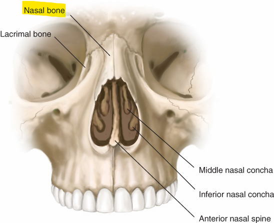 <p>Form the bridge of the nose </p>