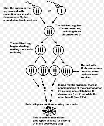 <p>caused by an extra copy of chromosome 21 due to nondisjunction during meiosis in mom…95% of Down syndrome</p>