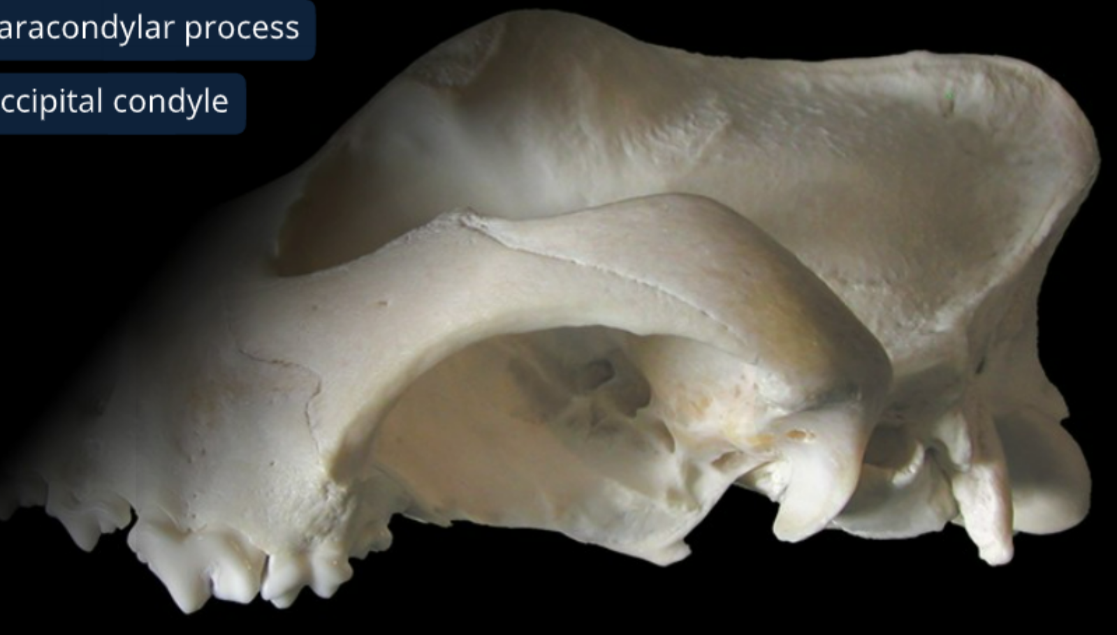 <ol><li><p>palatine bone: forms caudal end of hard palate &amp; rostral part of nasopharynx</p></li><li><p>pterygoid bone: wing shaped, caudal end of nasopharynx</p></li><li><p>occipital bone: most caudal part of head so looks like vertebra, touches pons/medulla oblongata/cerebellum</p></li><li><p>external occipital protuberance: this is where digastricus m. originates to open the jaw</p></li><li><p>occipital condyle: allows for head flexion/extension</p></li><li><p>nuchal crest: divides caudal &amp; lateral surface of cranium</p></li><li><p>zygomatic process of temporal bone</p></li></ol><p></p>