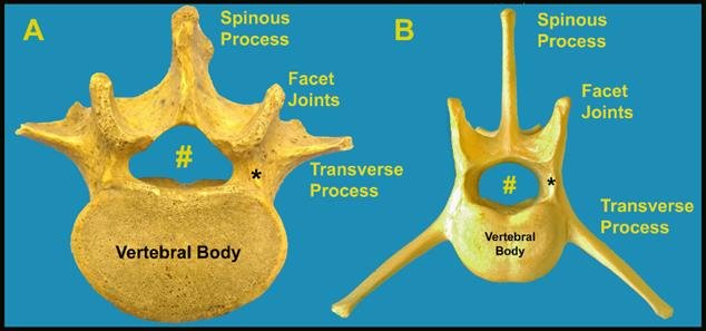<p>back/front bone in betrween</p>