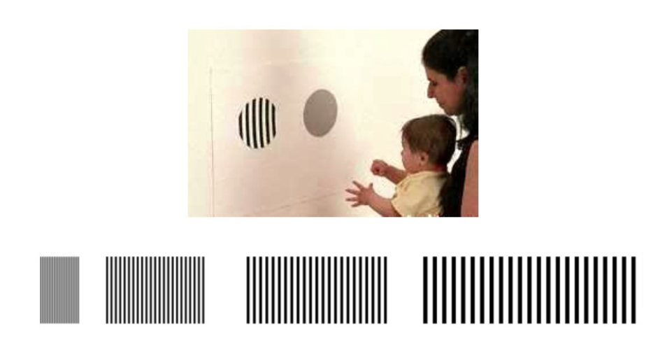 <p>used to assess visual acuity in infants and young children who are unable to identify pictures/letters. </p><ol><li><p>The child is presented with two stimulus fields, one with stripes and the other with a homogeneous gray area of the same average luminance as the striped field. </p></li><li><p> location of the stripes is randomly alternated. </p></li><li><p>Typically, children will look at the more complex stripes (if they can detect them) rather than at the blank field.</p></li><li><p>if the child can see the stripes, they will prefer to look at them. If the child cannot see them, the striped field will look the same as the blank gray field, and the child will not show a preference.</p></li><li><p>make the striped circle harder to distinguish from a blank circle (width between stripes decreases) smallest stripe width for which the observer can consistently identify the location of the stripes= the child's resolution threshold (visual acuity).</p></li></ol><p></p><p>*visual acuity increases with age</p>