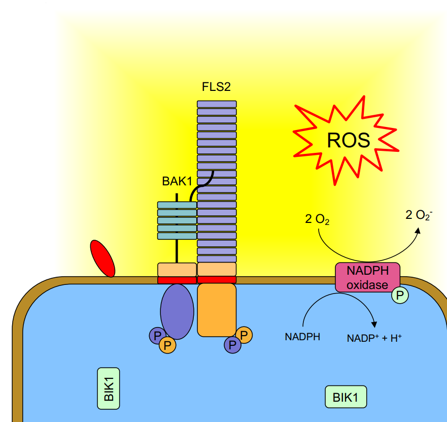 <p>Rezeptor mit Leucin-rich-repeats (LRR)<br>→ erkennt abgeworfenes Flagellum über die LRR, bindet dann einen BAK1 Rezeptor und aktiviert mittels BIK1 eine NADPH Oxidase, die dann ROS freisetzt</p>