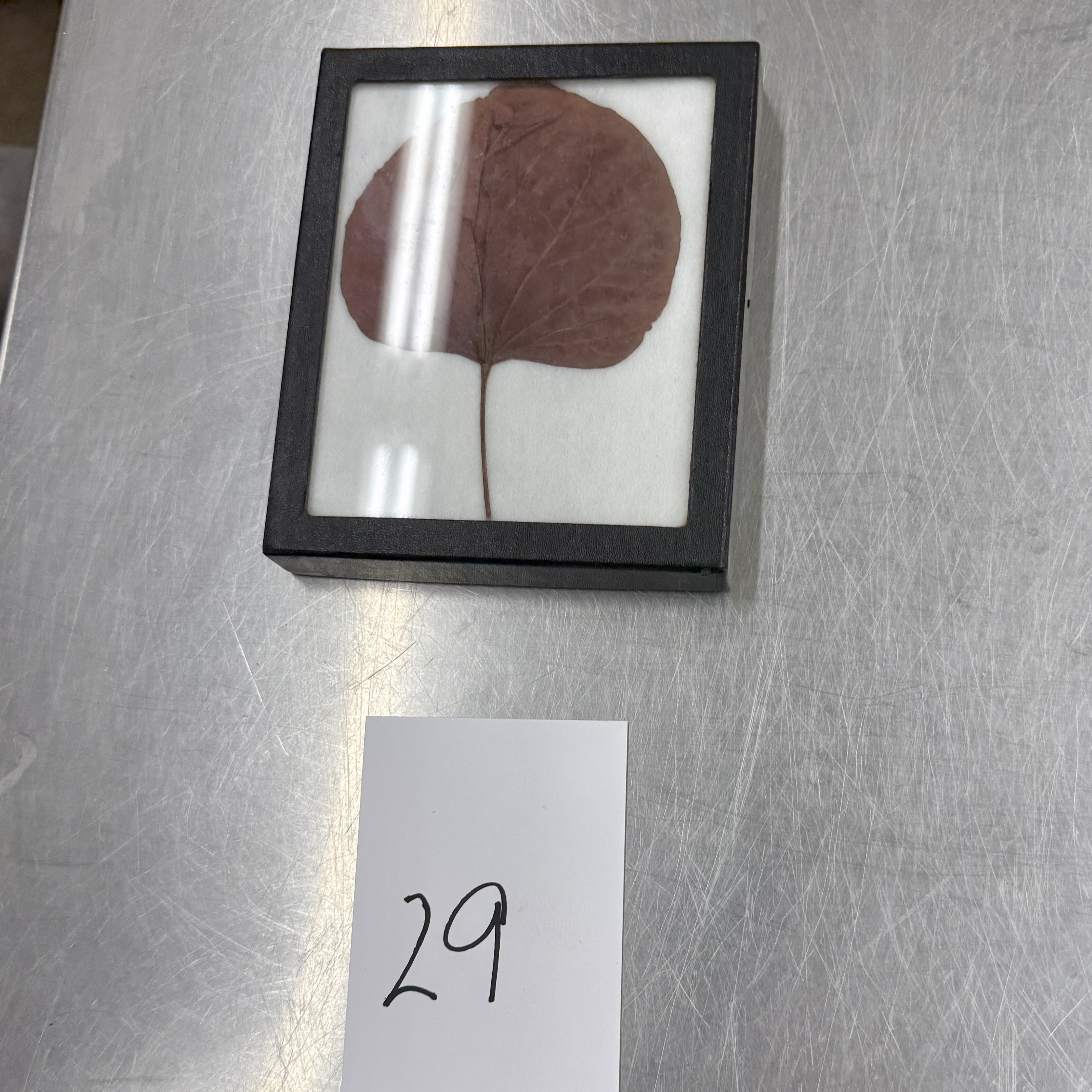 <p>Identify the shapes of the leaf specimen</p>