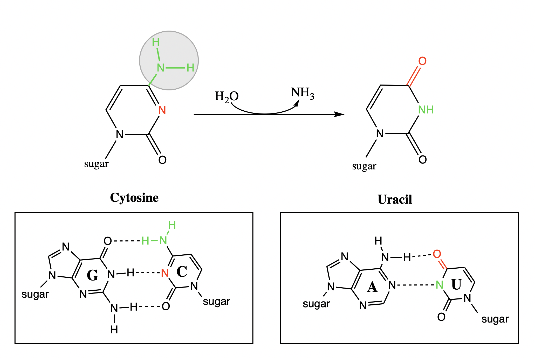 <p><span>a carbonyl group</span></p><p></p><p><span>amine: hydrogen bond donor</span></p><p><span>carbonyl: hydrogen bond acceptor</span></p>