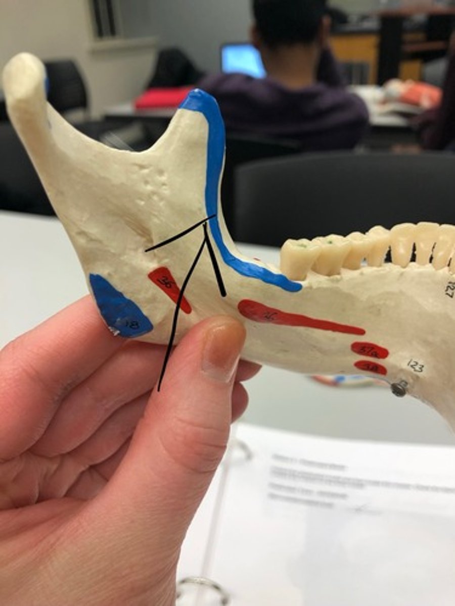 <p>1</p><p>I: coronoid process and ramus of mandible</p>