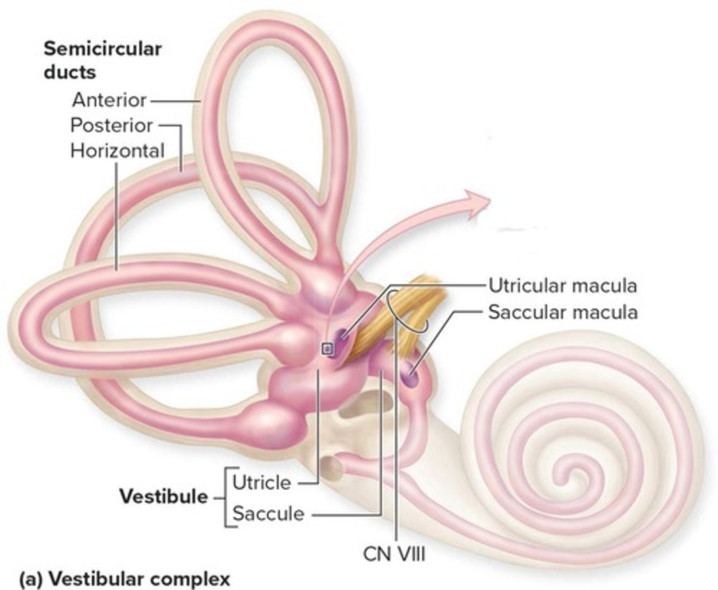 <p>Static equilibrium and linear acceleration</p>