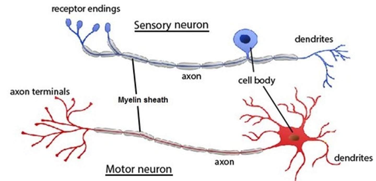 <p>Carry messages from CNS to muscles or glands.</p>