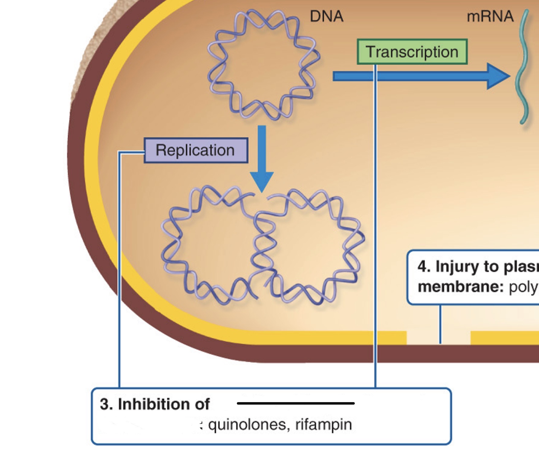 <p>Which action site is this referring to? </p>