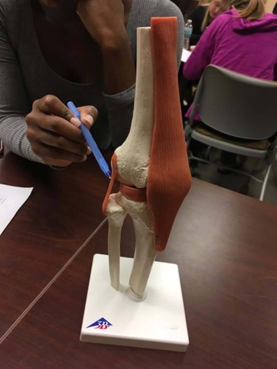 <p>Fx: connects the lateral epicondyle of the femur to the fibula (LCL)</p>