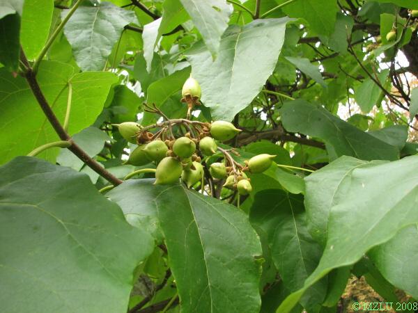 <p><span><em>Paulownia tomentosa</em></span></p>
