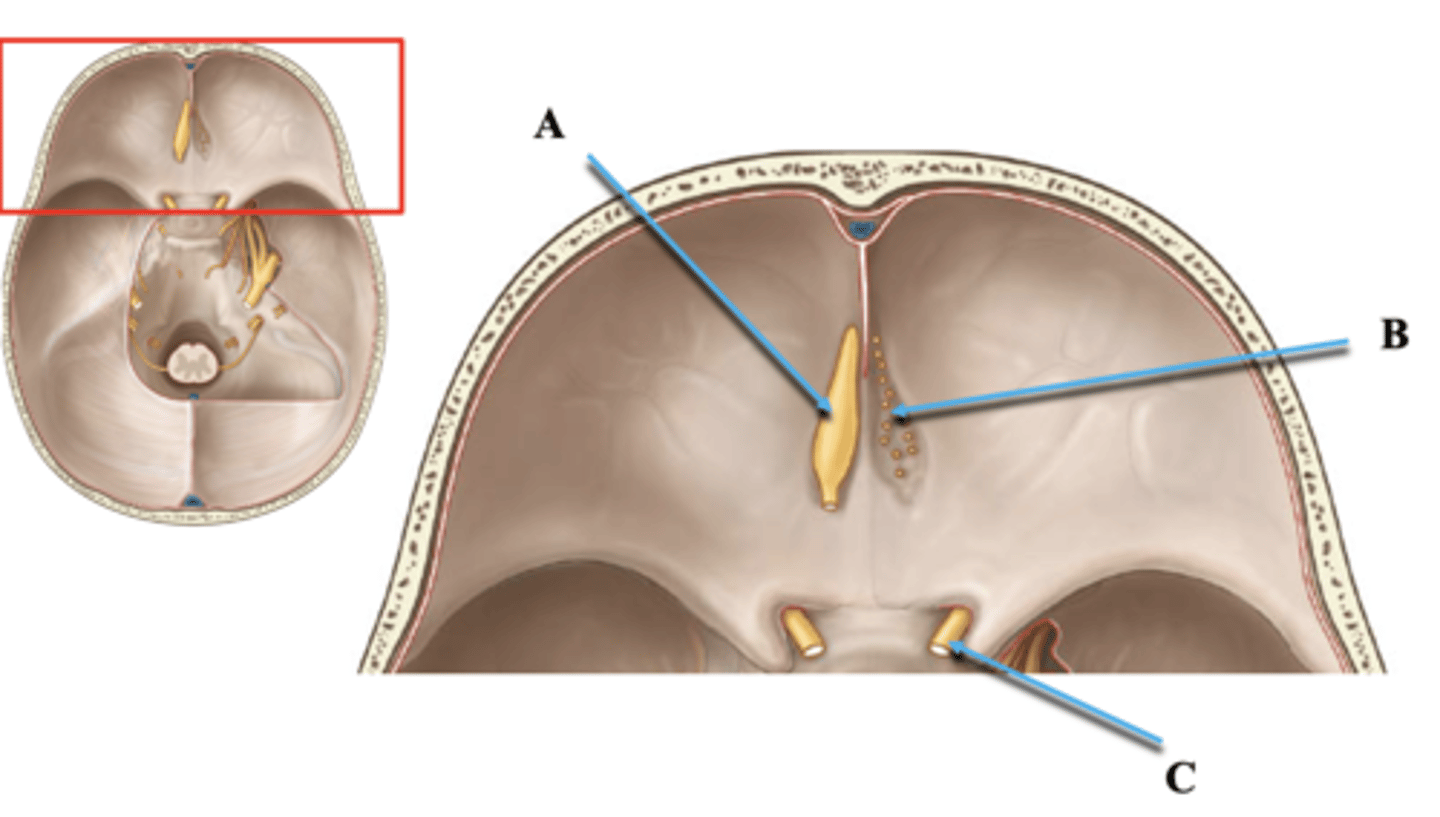 <p>Identify B.</p>
