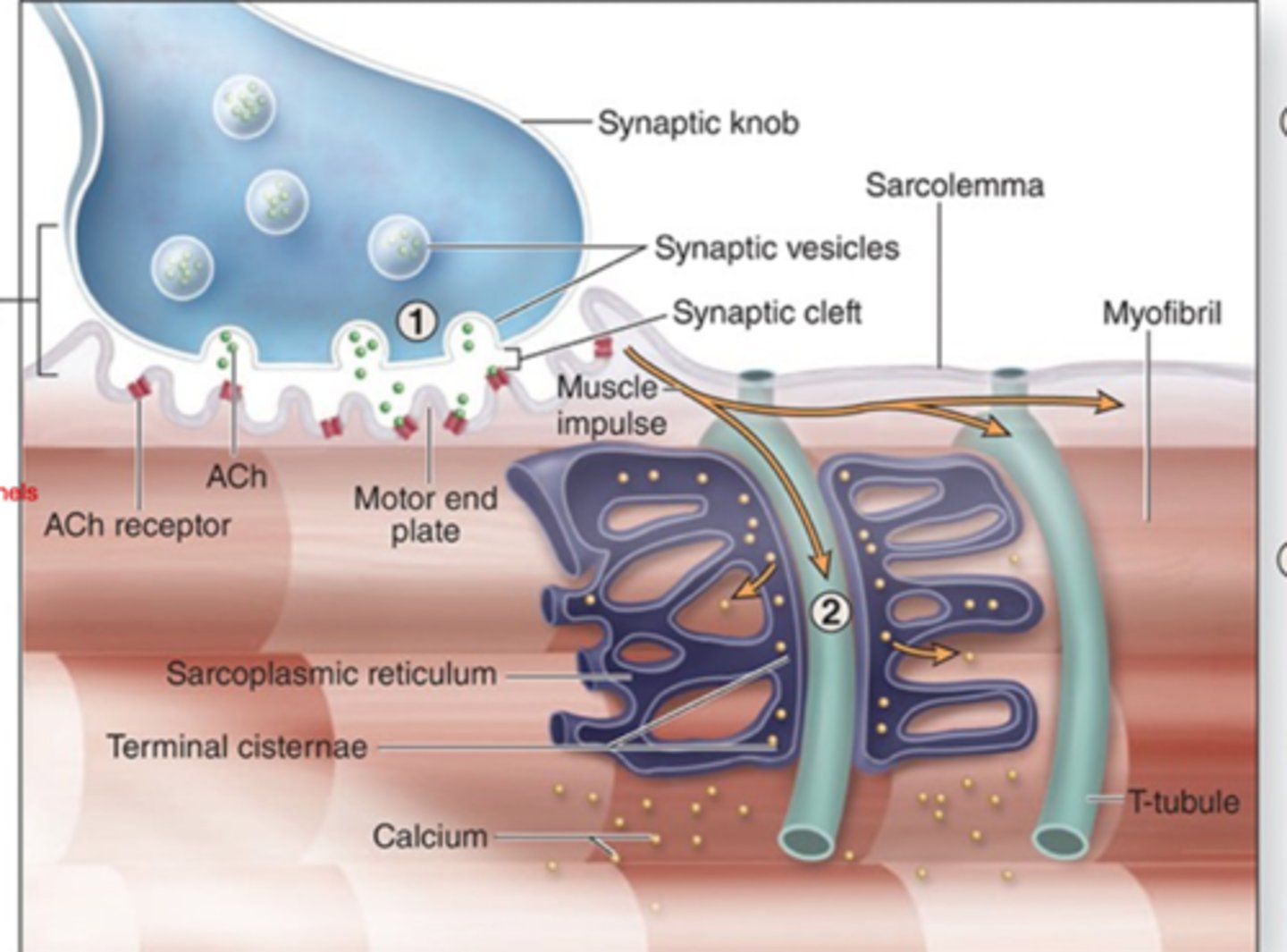<p>How does the muscle impulse spread after the binding of ACh? (step 2)</p>