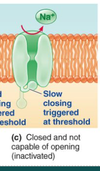 <p>-AG remains open</p><p>-IG closed</p><p>-IG closing slowly, triggered by reaching threshold</p><p>→ closes completely during falling phase of AP</p>