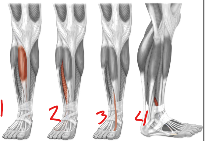 <p>name 1; insertion</p>